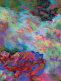 Coral 14 — X9