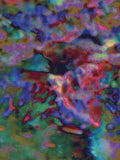 Coral 24 — X9