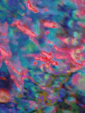 Coral 36 — X9